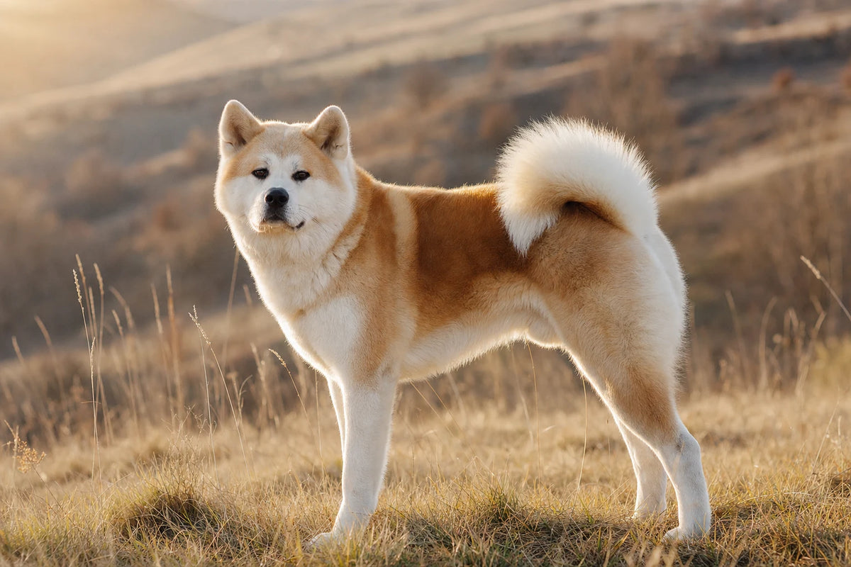 A healthy Akita