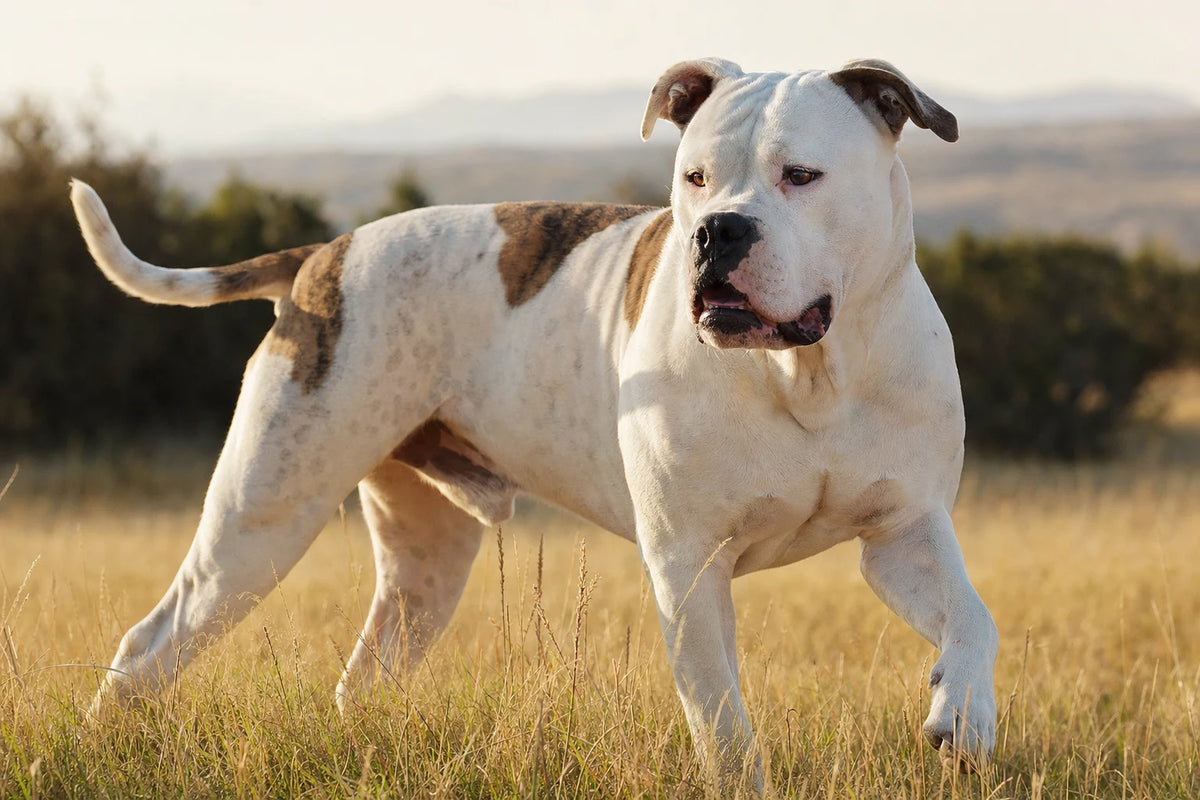 A healthy American Bulldog