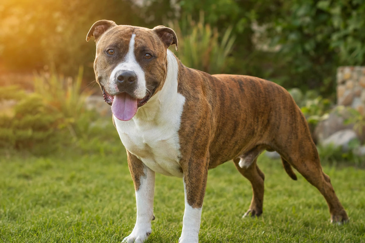 A healthy American Staffordshire Terrier