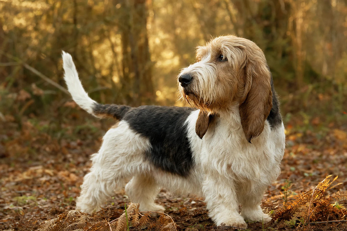 A healthy Grand Basset Griffon Vendéen