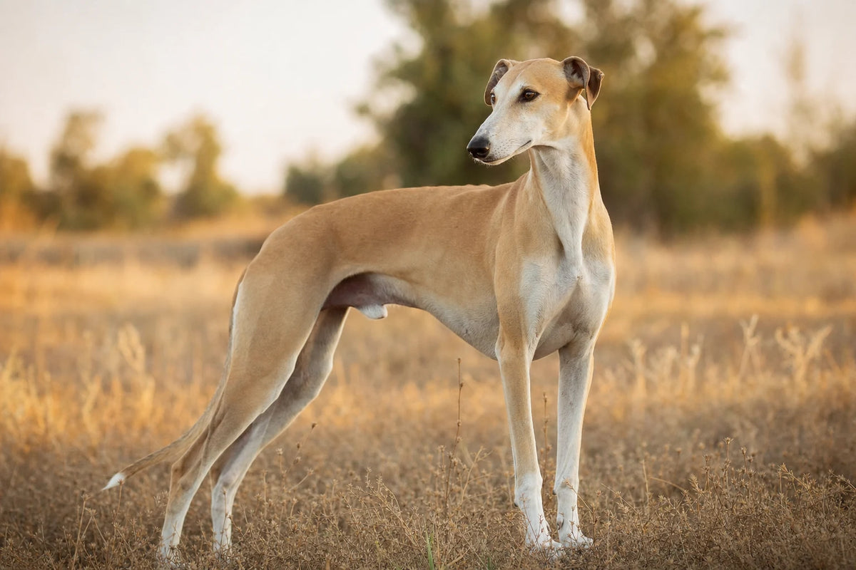 A healthy Greyhound