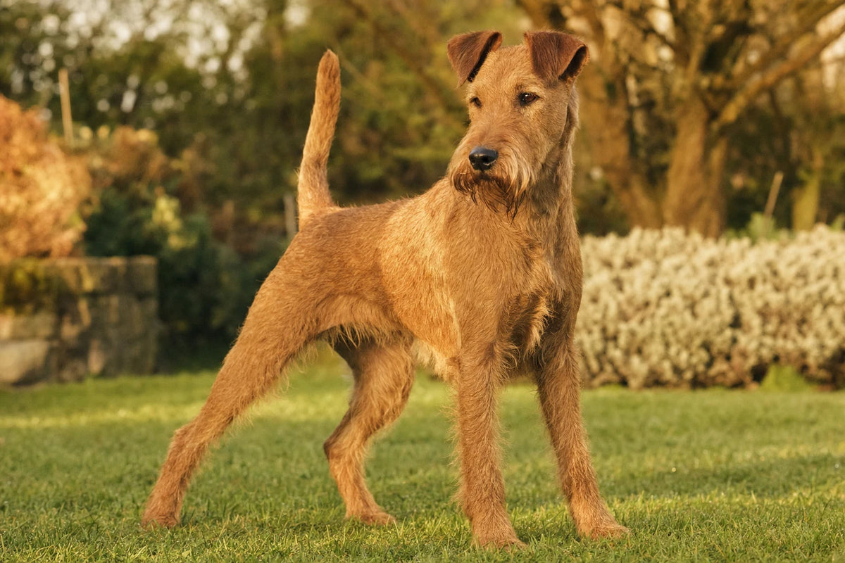A healthy Irish Terrier