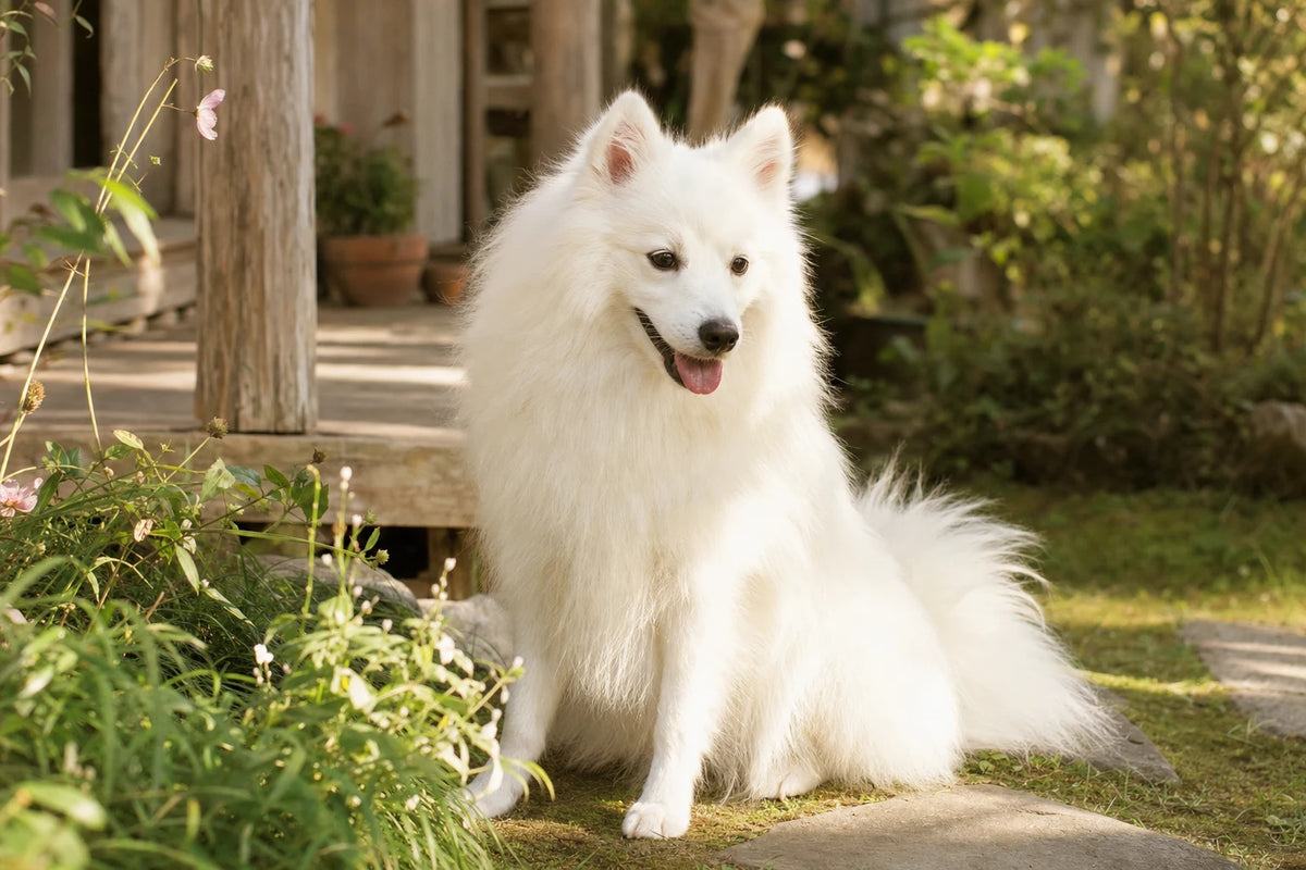 A healthy Japanese Spitz