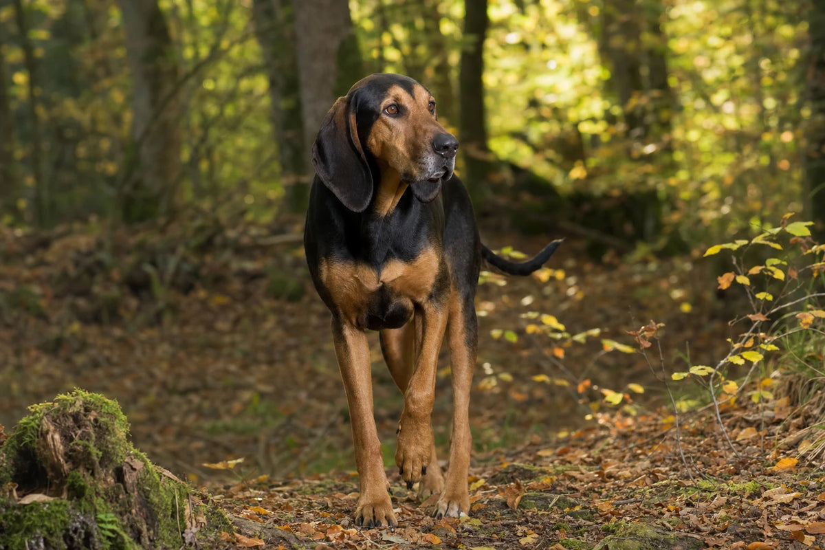A healthy Kerry Beagle
