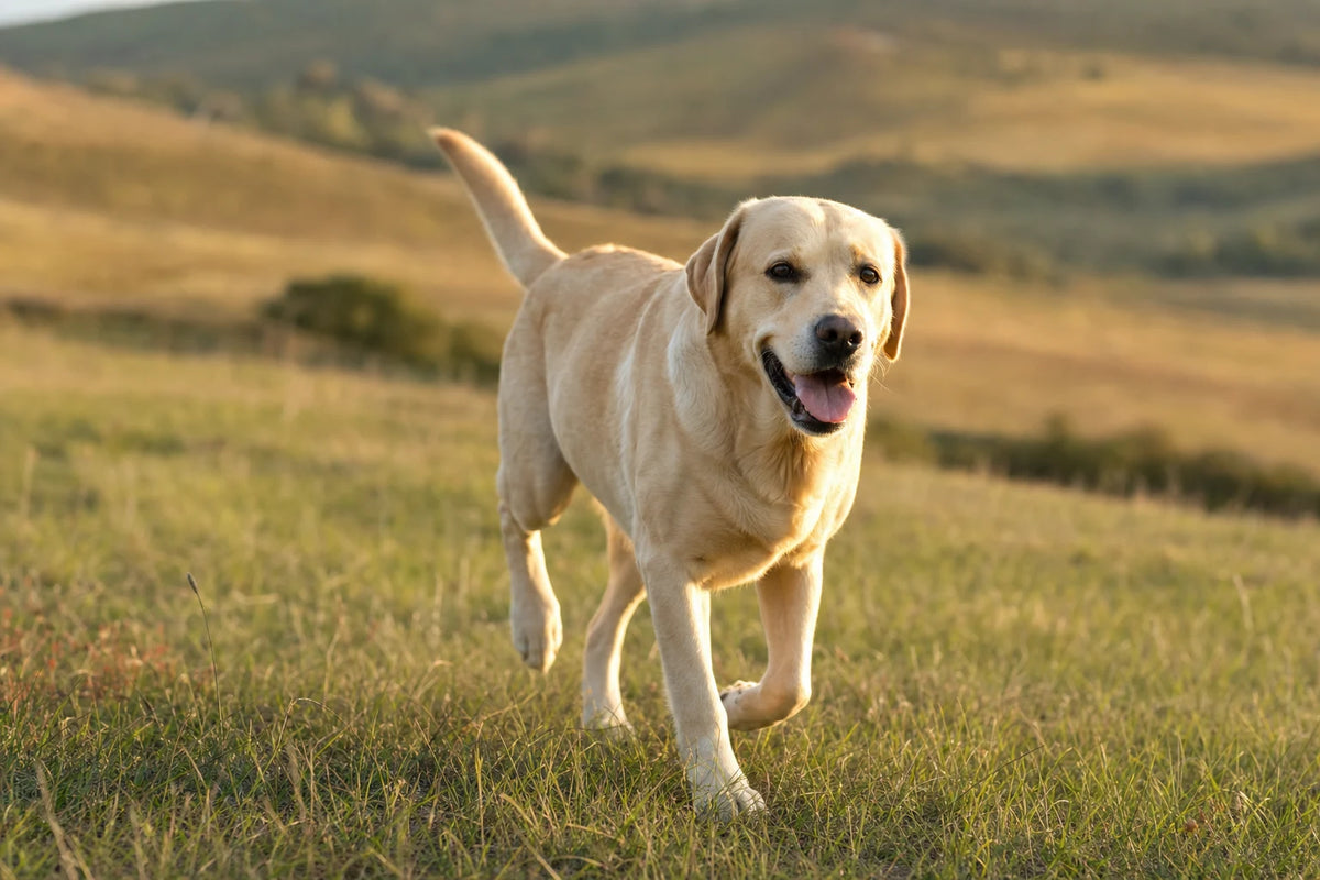 A healthy Labrador Retriever