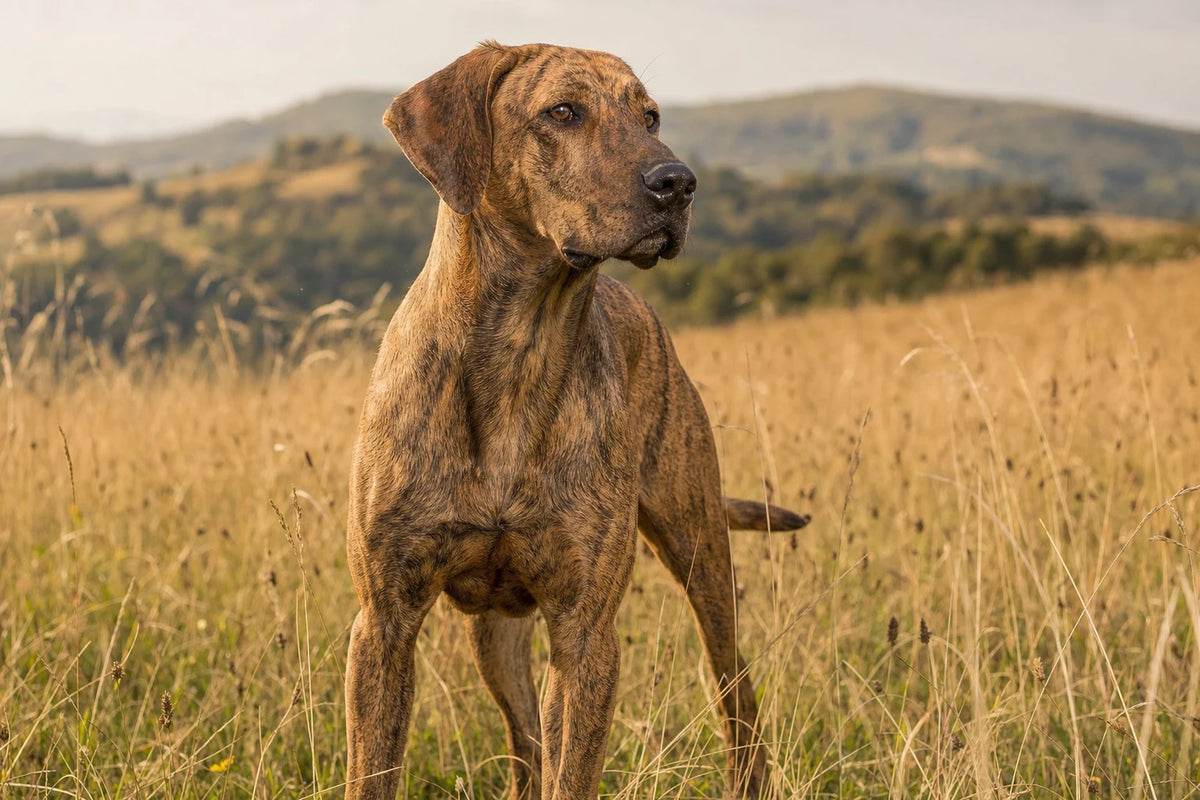 A healthy Mountain Cur
