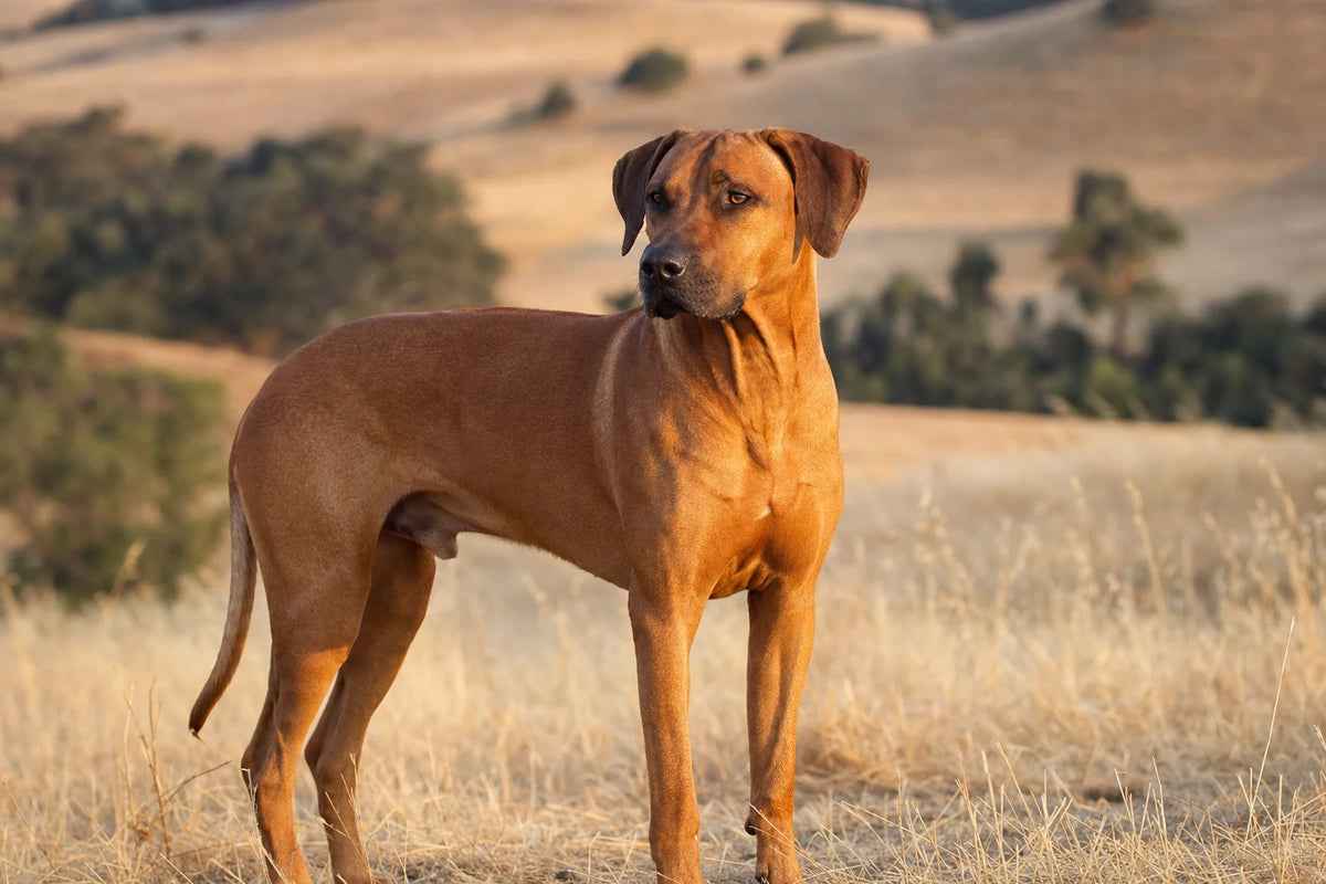 A healthy Rhodesian Ridgeback