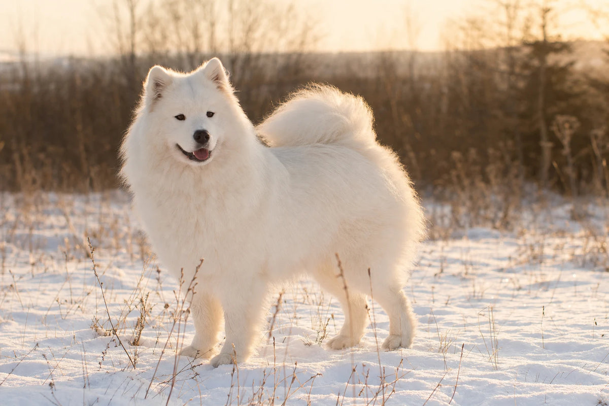 A healthy Samoyed