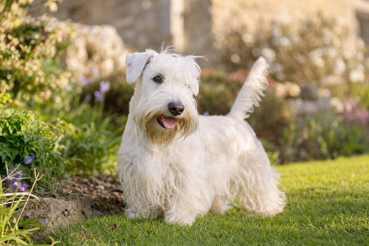 A healthy Sealyham Terrier