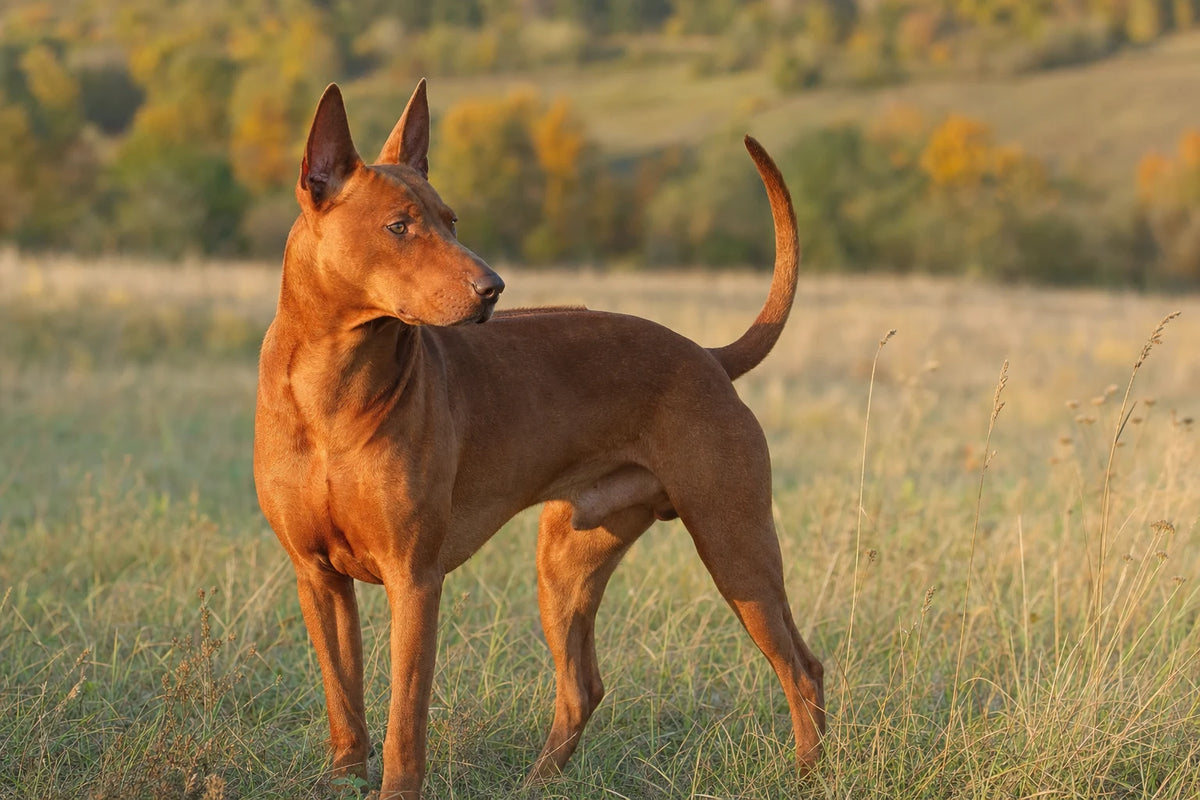 A healthy Thai Ridgeback