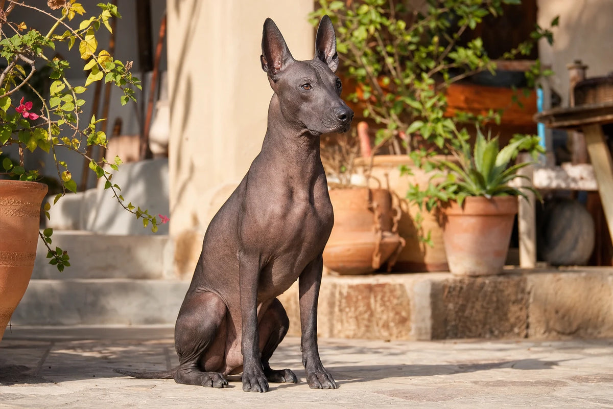 A healthy Xoloitzcuintli (Mexican Hairless)