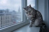 A silver tabby cat grooming its paw on a windowsill against cool blue-hour rain-flecked glass