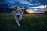 A tan-and-white dog trotting through a meadow at blue hour, relaxed and itch-free, bright eyes catching the last light