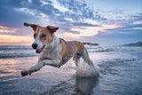 A lean, athletic dog bounding joyfully through shallow surf at dawn