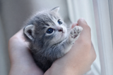 A tiny grey kitten cradled in cupped hands by a bright cool window, gazing up with huge trusting eyes