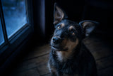 A rough-coated dog gazing up with quiet anticipation in cool blue-hour window light