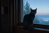 A sleek black cat perched on a windowsill at blue-hour dawn, bright green eyes on the camera