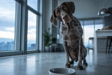 A pointer-type dog waiting eagerly at its empty bowl in a cool, sunlit modern apartment