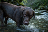 A wet chocolate Labrador lifting his eyes from drinking at a cold mountain stream