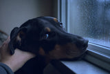 A black-and-tan rescue dog rests its chin on a windowsill at blue hour, gazing up with soulful trusting eyes as a hand cradles its cheek