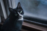 A tuxedo cat on a windowsill at dawn, bright green eyes full of curious anticipation, cool blue morning light