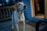 A lean tan-and-white hound on a porch at blue hour, leaning forward with eager anticipation toward an unseen dinner