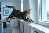An athletic tabby cat caught mid-leap onto a sunlit windowsill, full of vitality