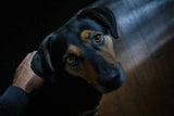 A rescue dog gazing up with complete trust into its owner's eyes, a hand resting gently on its shoulder