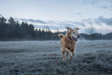 A spry older golden-coated dog trotting freely across a frosted meadow at cold blue-hour dawn, moving without pain