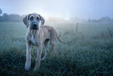 A leggy fawn Great Dane puppy with oversized paws standing in a misty dawn meadow, gazing up with bright hopeful eyes