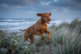 A healthy, glossy-coated vizsla bounding joyfully through coastal dune grass in cool morning light