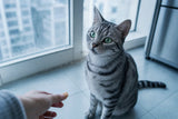 A silver tabby cat looking up with bright anticipation in cool morning window light as a hand offers a small morsel