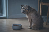 A scruffy terrier sitting beside a full bowl, glancing back with a soulful, hesitant look