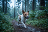 A bright-eyed terrier trotting along a misty forest trail, the easy vitality of a dog with a settled, healthy gut