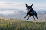 A glossy-coated Australian Kelpie leaping joyfully across a dewy hillside meadow at first light, eyes bright and locked to the camera, radiating health and vitality