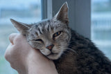 An elderly silver-grey cat resting its chin trustingly on a person's hand by a cool-lit window