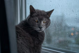 A frail grey-muzzled senior cat with soulful amber eyes gazing from a rain-streaked windowsill on an overcast afternoon