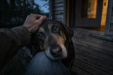 A grey-muzzled senior dog rests their chin on their owner's knee at dusk, gazing up with devoted eyes