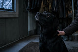 A black Labrador gazing up in patient anticipation at blue hour, waiting for the food pouch