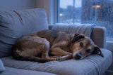 A relaxed dog resting calmly by a rain-streaked window at blue hour, settled and content
