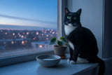 An alert tuxedo cat with bright, sharp eyes sitting on a windowsill at blue hour, conveying the vitality that taurine supports