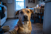 A tan-and-white mixed-breed dog looks up with calm trust before a meal, an empty bowl beside it in cool window light