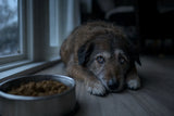 A grey-muzzled dog rests his chin by an untouched food bowl at dusk, looking up with worried, longing eyes