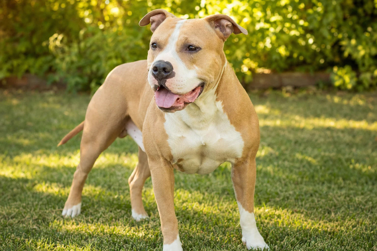 A healthy American Pit Bull Terrier