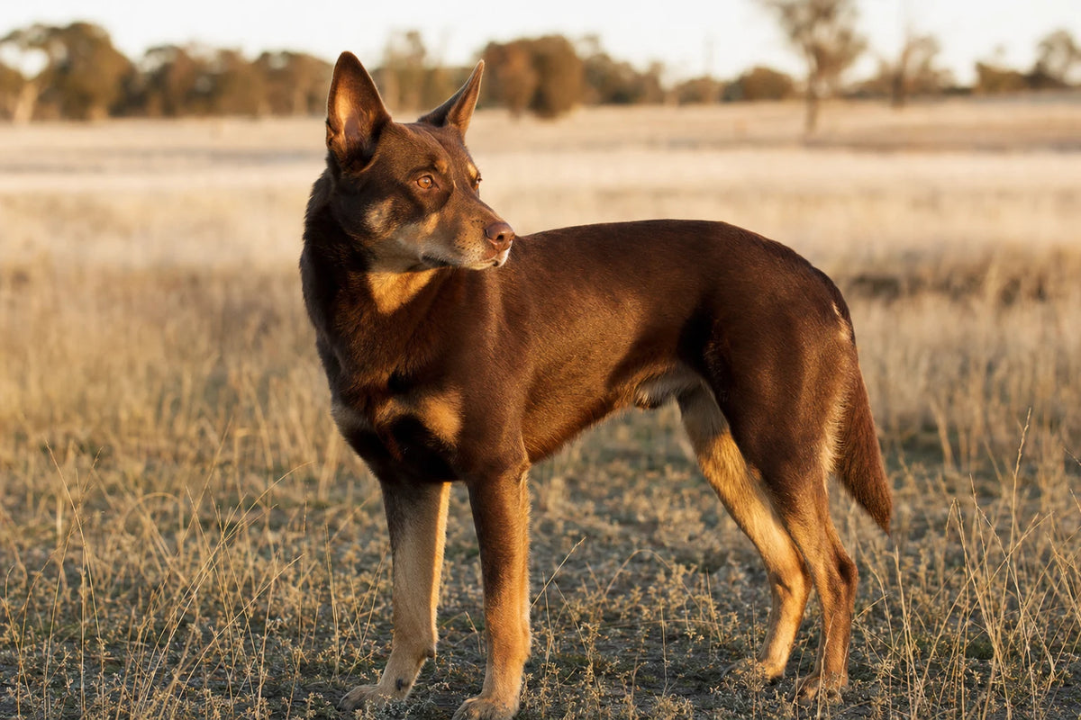A healthy Australian Kelpie