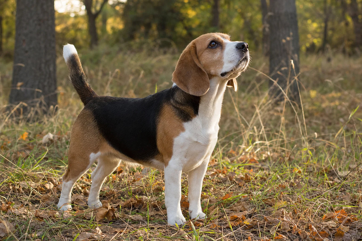 A healthy Beagle