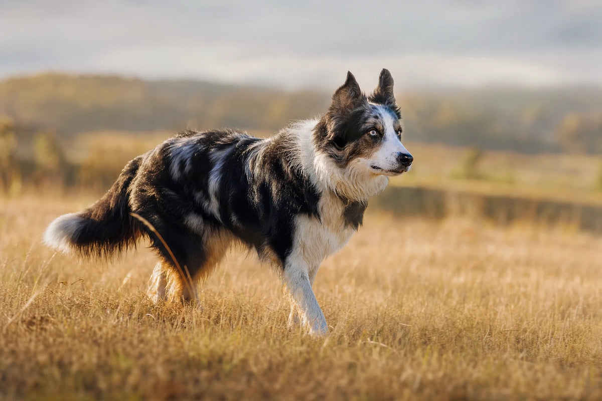 A healthy Border Aussie