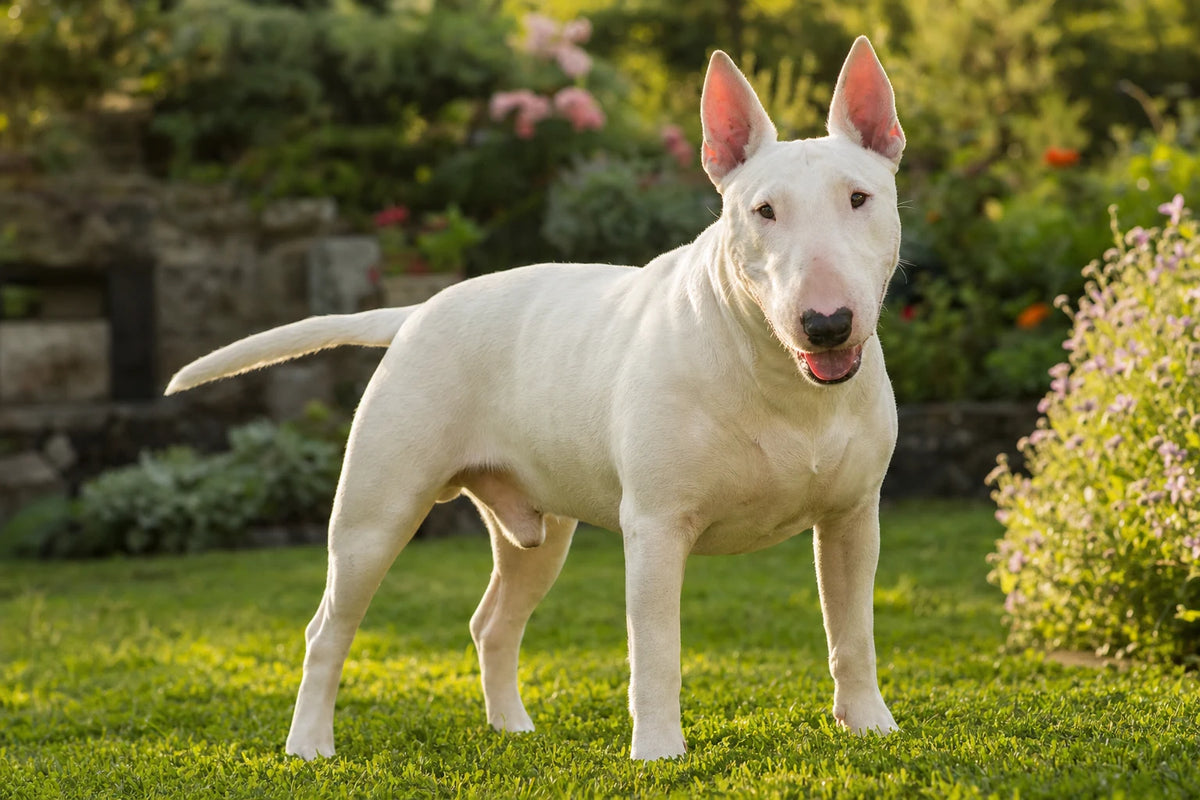 A healthy Bull Terrier