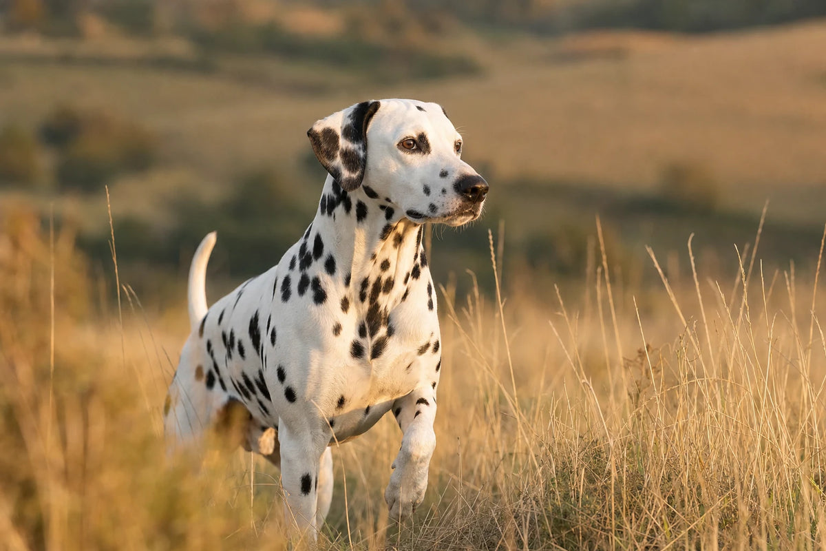 A healthy Dalmatian