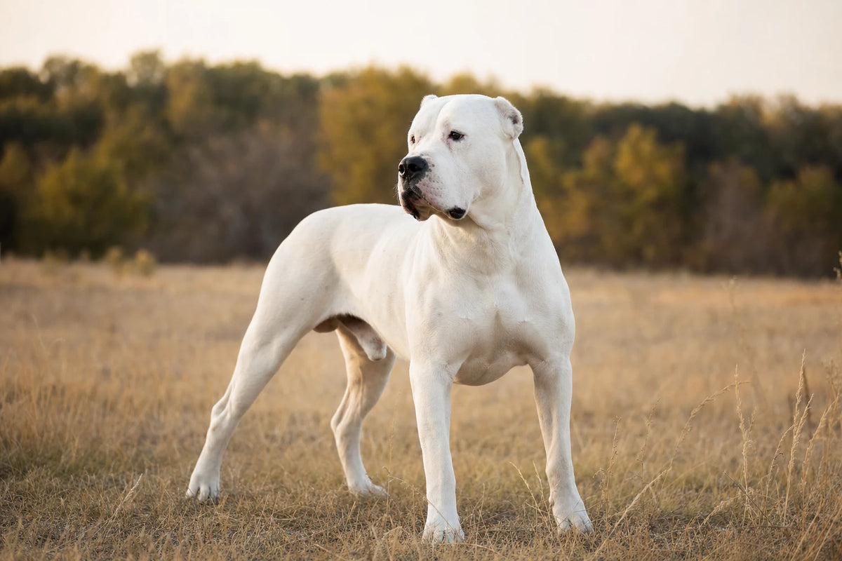 A healthy Dogo Argentino